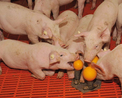 WEDA Dammann and Westerkamp along with Kassel University have teamed together to develop rooting cones and pushing balls made of a flexible material that allow piglets and fattening pigs to act out their natural play in a safe way.