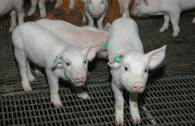 Piglets In Pigpen