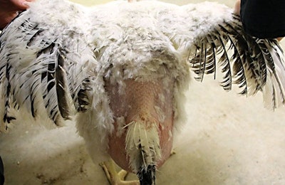 Lignocellulose feed additives can help combat poor feather quality and improve animal welfare in poultry. | Dr. Richard Blatchford