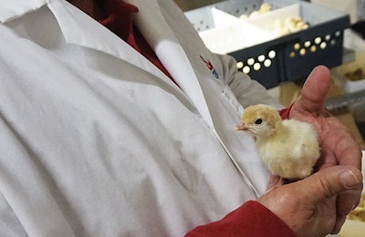 Michael Iseman, hatchery manager for Select Genetics, inspects a pullet. | Photo by Austin Alonzo