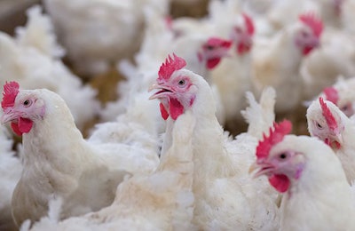 broiler-breeder-feathering-improvements