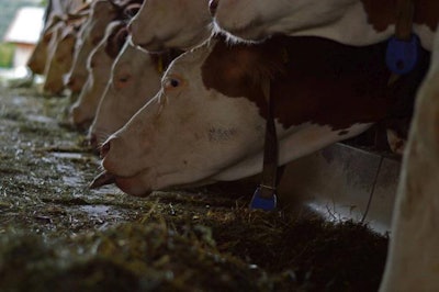 cows-eating-feed-1601