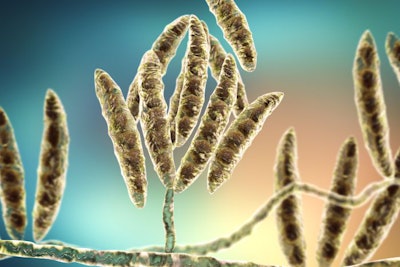Fusarium