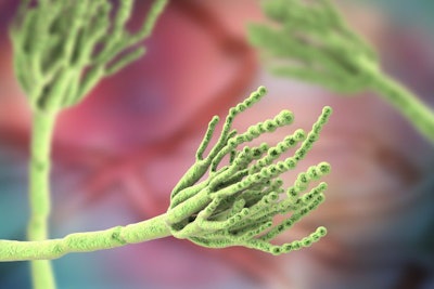 Penicillium