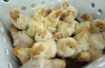 Will a new supply chain infrastructure result in higher performing turkeys? (Photo by Austin Alonzo)