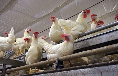 Cal-Maine Foods is the largest egg producer in the U.S. (Austin Alonzo)
