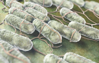 Salmonella present in animal feed is a significant source of infection in livestock and is considered a public health hazard. (iLexx | iStock.com)