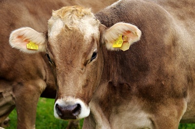 Cow 2782461 1920