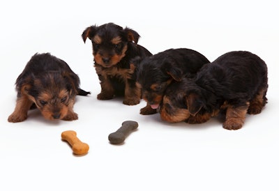 Pet food puppy bone VIA PEXELS m ARCH 2021