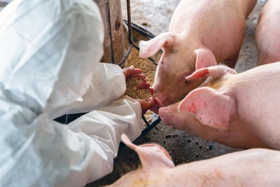 PIG FARM, Veterinarian At Work