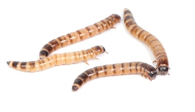 Mealworms can be used in a variety of products beyond animal feed. (colematt | iStockPhoto.com)