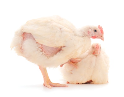 Two chicken or young broiler chickens on isolated white background.