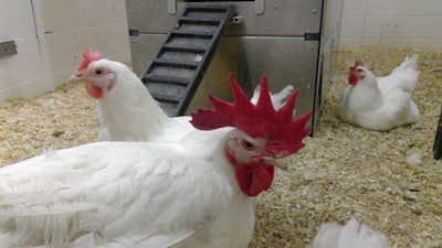 Chickens-in-experimental-feeding-system