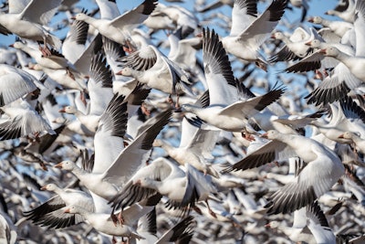 Wild birds pose a large risk to poultry producers by spreading highly pathogenic influenza directly or indirectly to commercial flocks. (Wyopics | Bigstock.com)