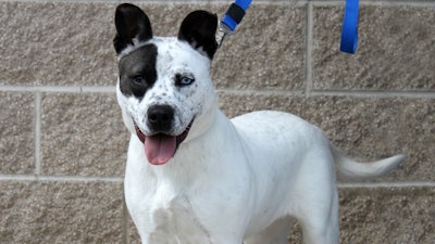 Dog On A Leash 23379631441 O