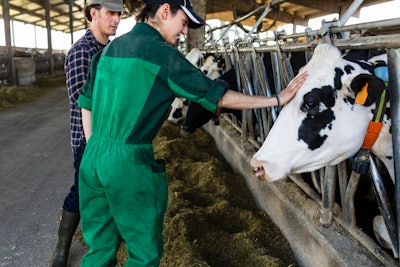 Dairy Cow With Vet In Barn