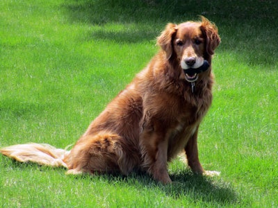 Golden Retriever With Toy 47962850726 O