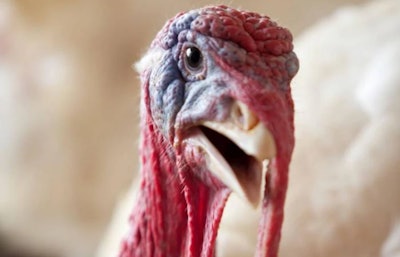 Turkey Single