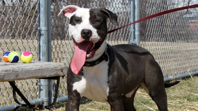 Pit Bull Mix On Leash 22834792623 O