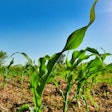 Baby Corn In Field Svetlozar Hristov