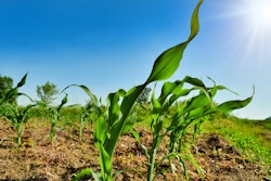Baby Corn In Field Svetlozar Hristov
