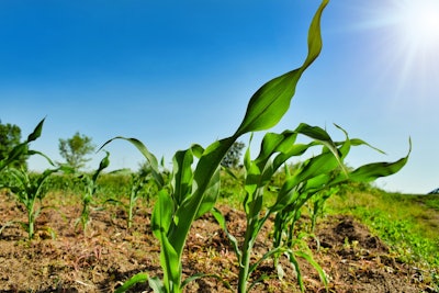 Baby Corn In Field Svetlozar Hristov