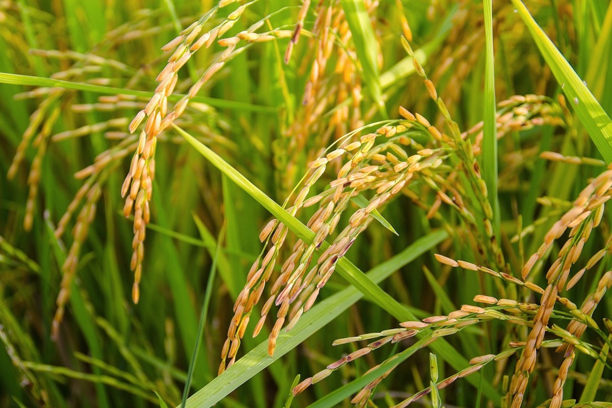 How CRISPR technology may be the key to ending world hunger