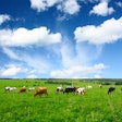 Cows Grazing In Field