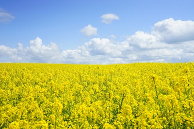 Yellow Flowers