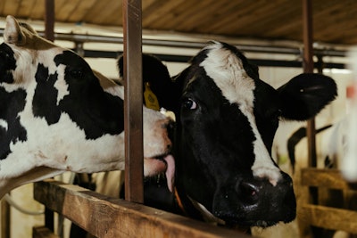 Dairy Cow Friends