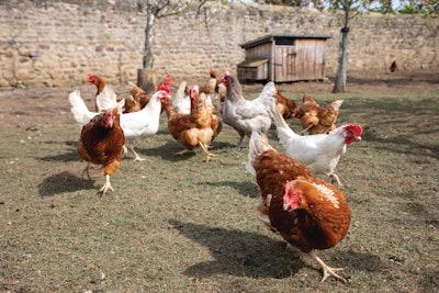 Timebound targets for cage-free hens have been adopted by 73% of the companies that have eggs in their supply chains.