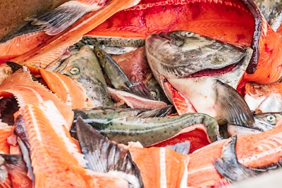Fish Heads Tails