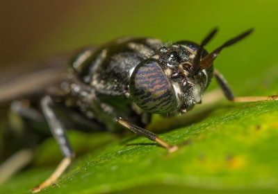Black Soldier Fly larvae oil, derived from insect processing, is primarily used in pet food and animal feed as a sustainable alternative to traditional plant oil sources like palm or coconut but also as an alternative to animal fats.