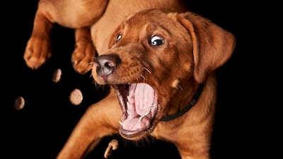ADM's latest pet supplement report shows pet owners in all markets see value in purchasing pet products that include functional ingredients at a higher cost than pet products that don’t have a supplementary ingredient.