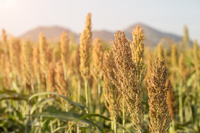 Sorghum Field